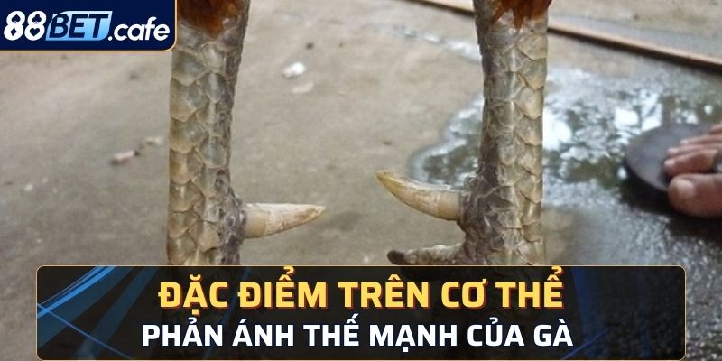 Các đặc điểm trên cơ thể phản ánh được các thế mạnh của gà đá