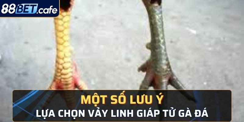 Một số lưu ý trong quá trình lựa chọn vảy linh giáp tử ở các chiến kê