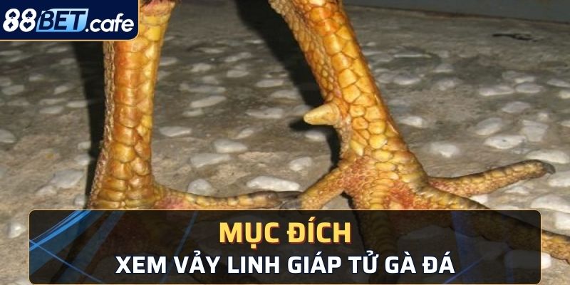 Tìm hiểu xem vảy linh giáp tử gà đá có mục đích gì