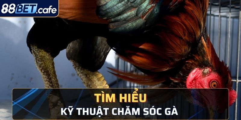 Tìm hiểu kỹ thuật chăm sóc