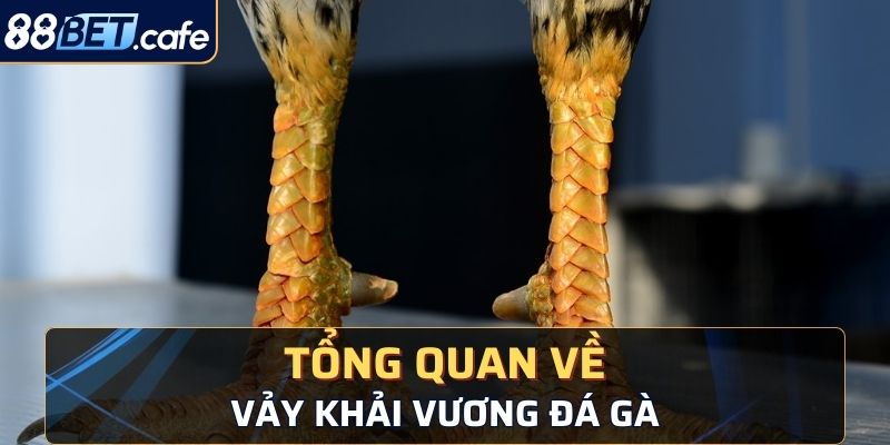 Tổng quan về vảy khải vương đá gà