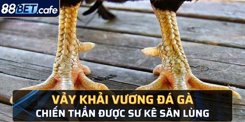 vảy khải vương đá gà