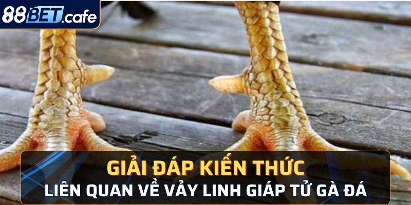 vảy linh giáp tử gà đá