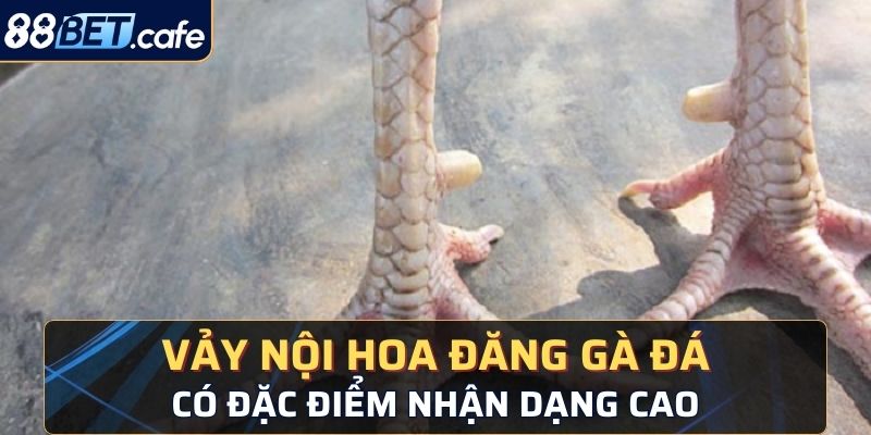 Vảy nội hoa đăng gà đá có đặc điểm nhận dạng cao