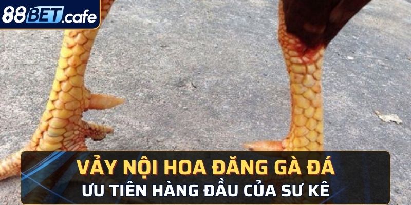 vảy nội hoa đăng gà đá